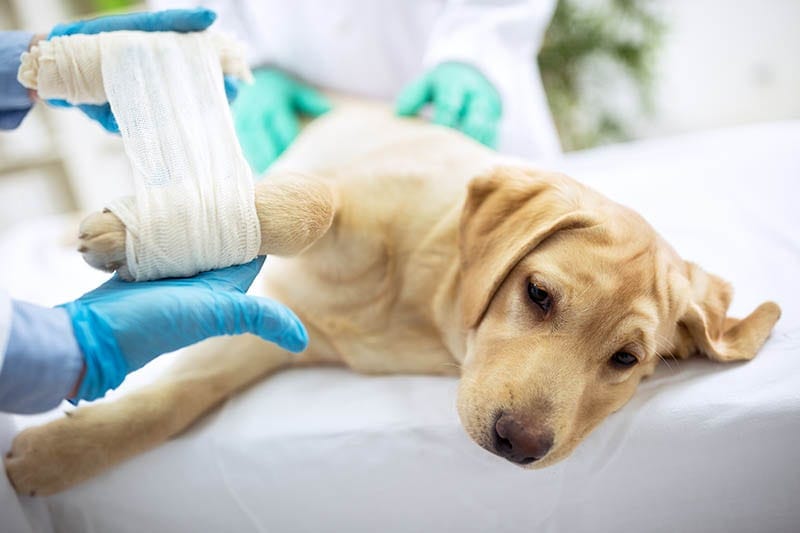 Sad Labrador with broken leg at vet surgery