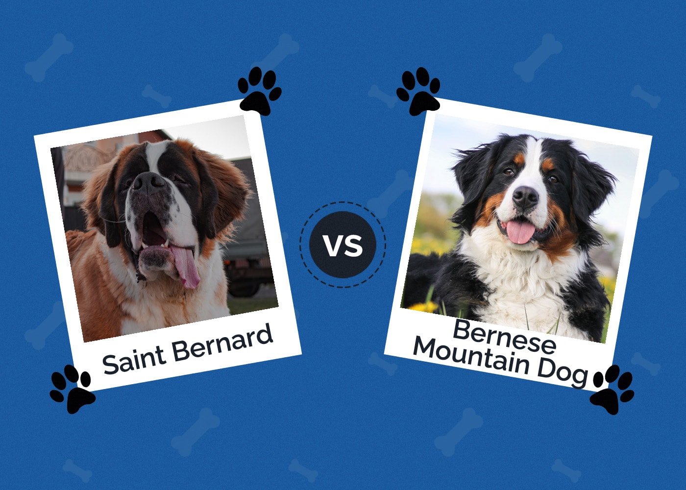 Saint Bernard vs Bernese Mountain Dog
