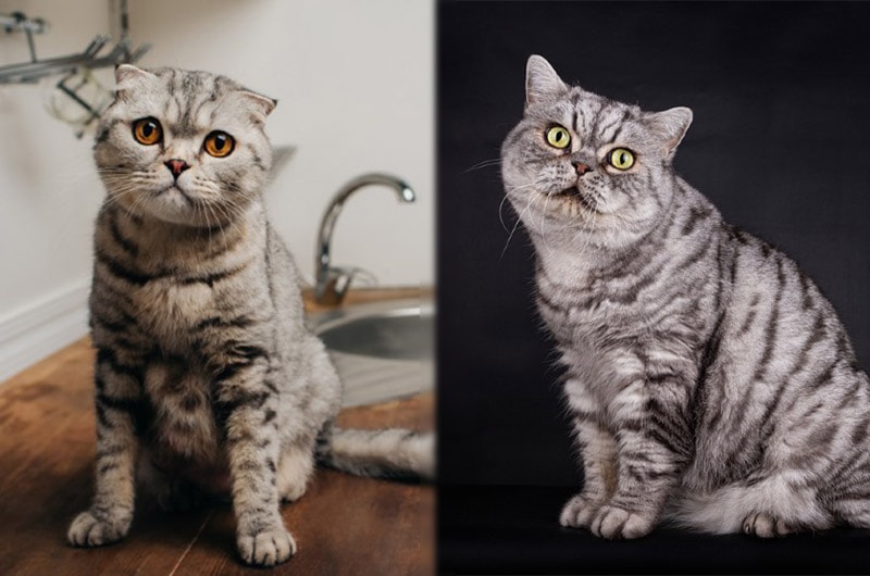Scottish Fold and British Shorthair cats