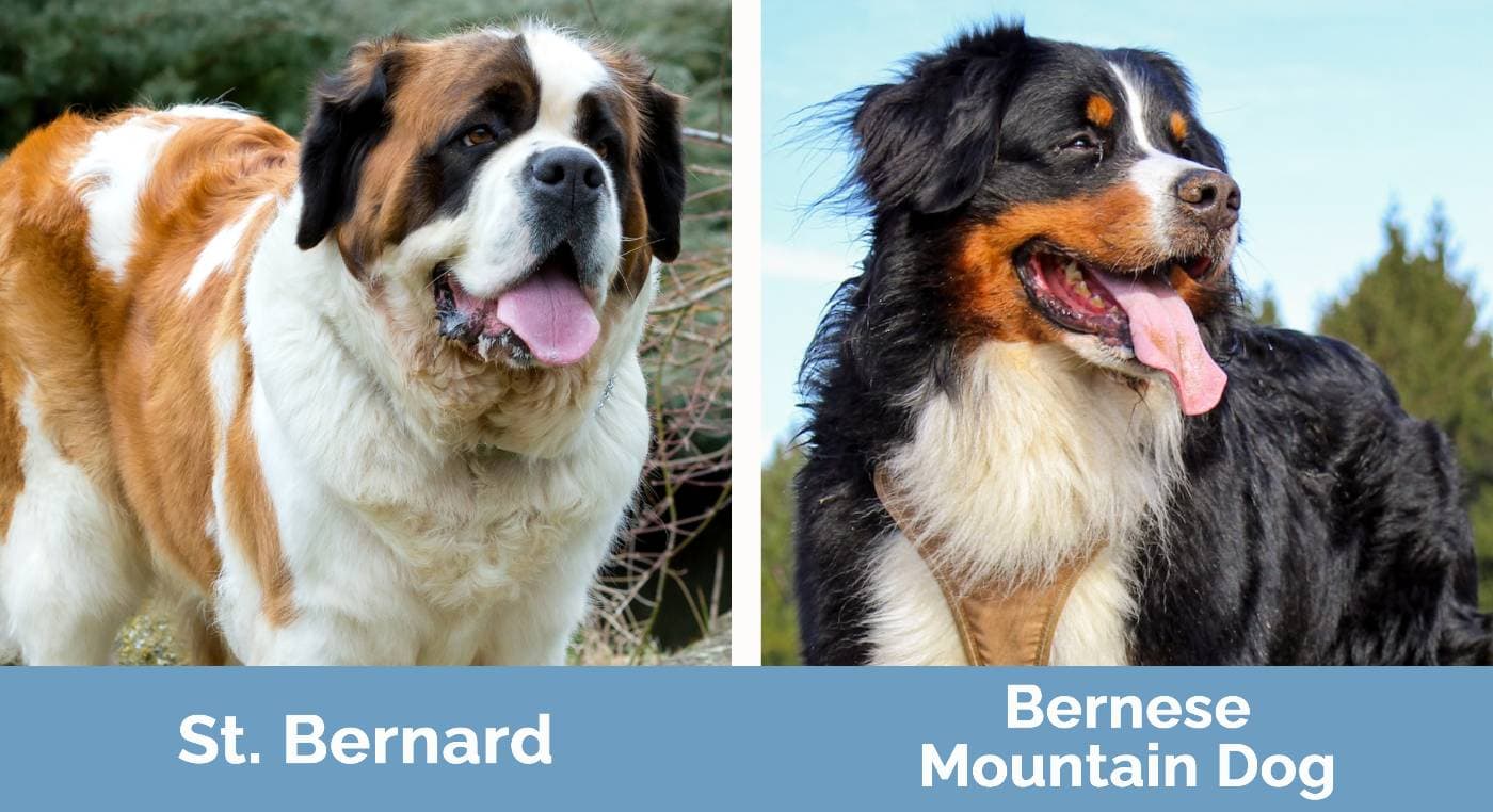 St. Bernard vs Bernese Mountain Dog - Visual Differences