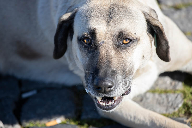 The white stray dog is showing her scary teeth lying down on the ground