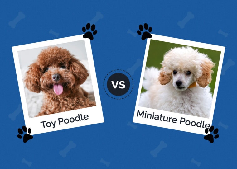 Toy Poodle Vs Miniature Poodle What s The Difference With Pictures 
