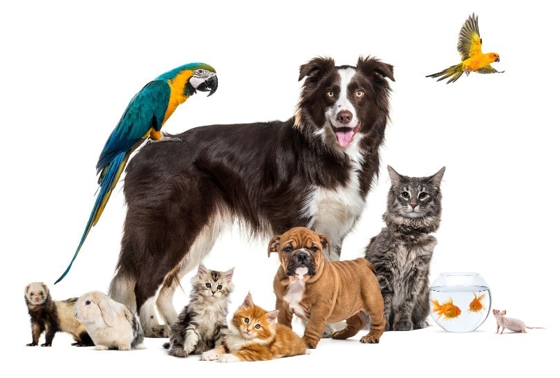 Variety of Pets