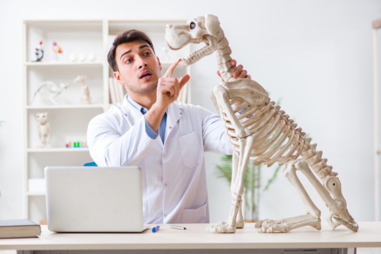 12-surprising-uk-veterinarian-statistics-facts-2026-update-hepper