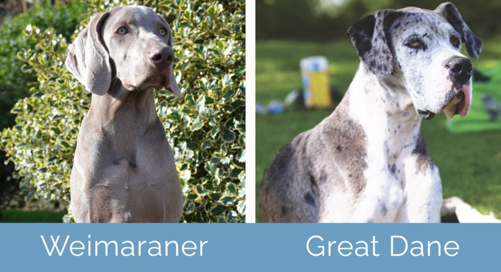 Weimaraner vs Great Dane side by side