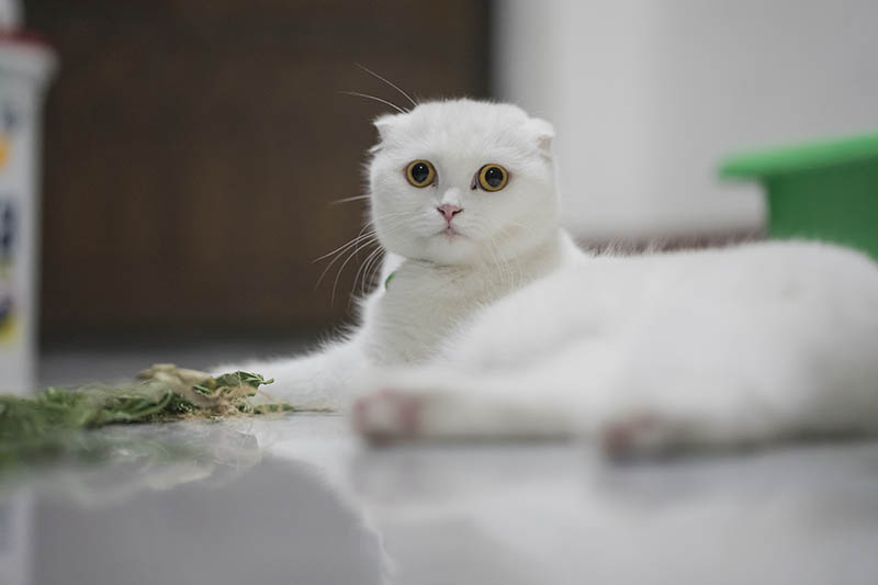 White Scottish fold lying on the floor