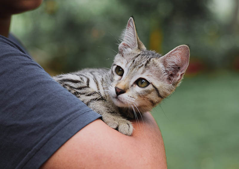 Woman Carrying Tabby Cat