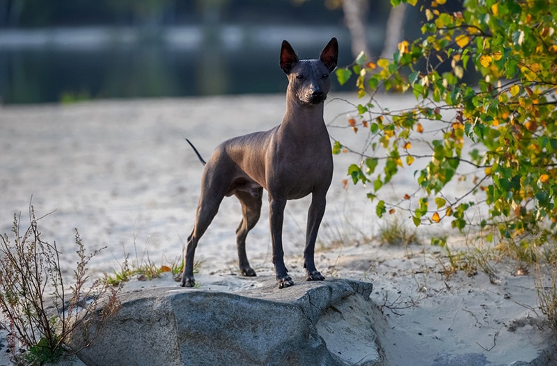Xoloitzcuintle (Mexican Hairless Dog)