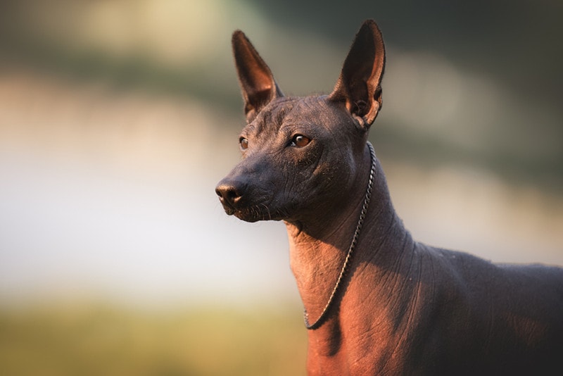Xoloitzcuintli breed, mexican hairless dog