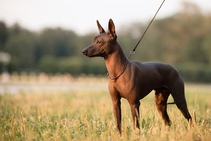 Xoloitzcuintli breed mexican hairless dogs