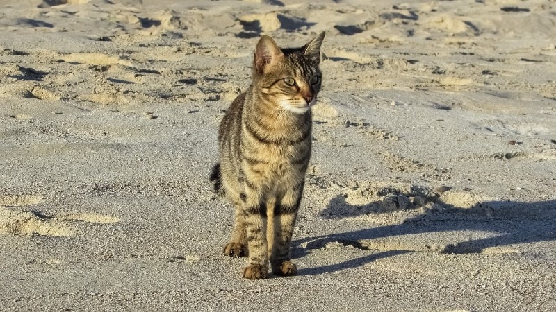 a cat standing on the shore by the beach