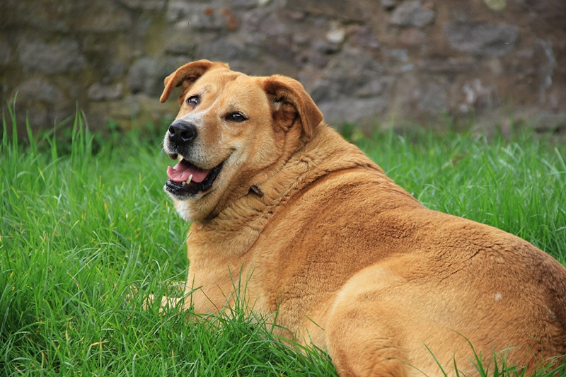 a fat dog lying on grass