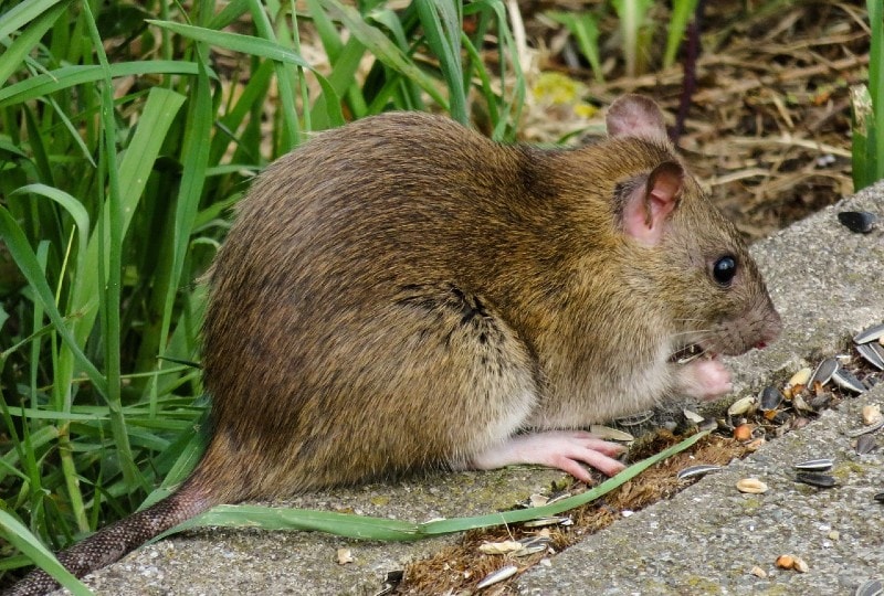 a rat by the grass