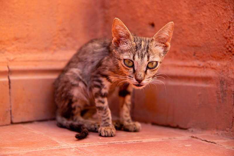 a thin cat