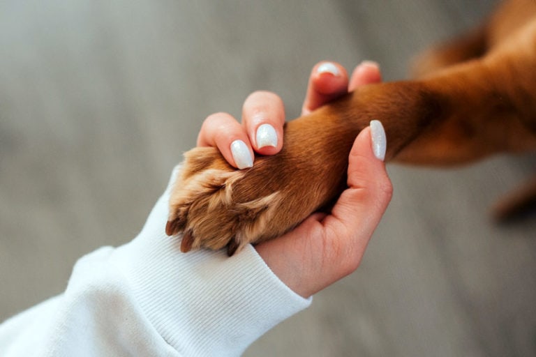 Can You Put Vaseline on Dog Paws? Vet-Approved Facts | Hepper Pet Resources