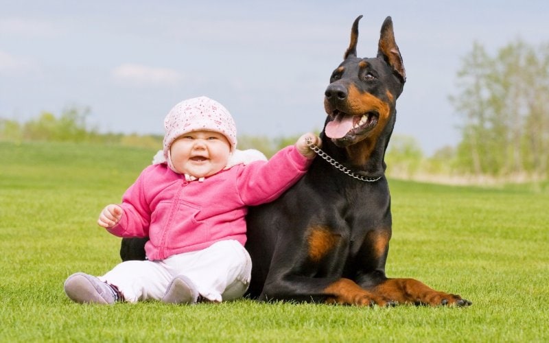 baby sitting on the grass beside a doberman dog