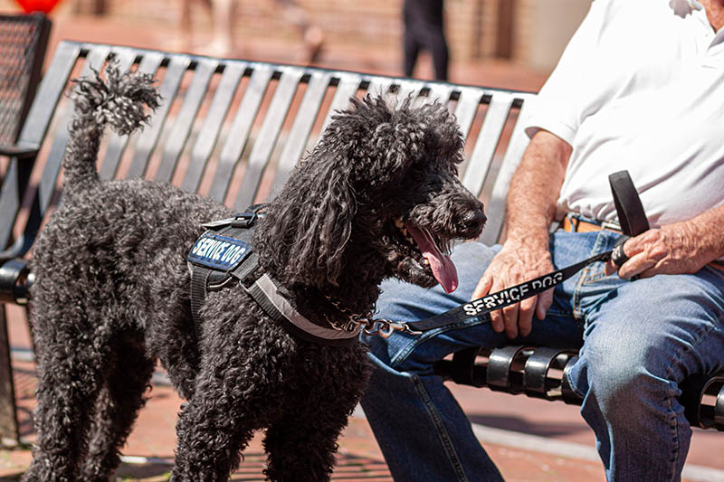 black poodle service dog