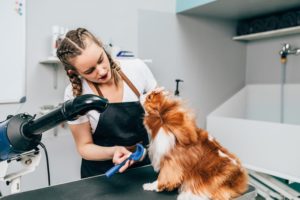 Do Cavalier King Charles Spaniels Shed? Vet-Reviewed Facts Hepper Pet