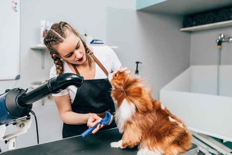 Do Cavalier King Charles Spaniels Shed? Vet-Reviewed Facts | Hepper Pet