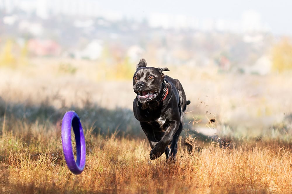 cane corso dog chasing the toy