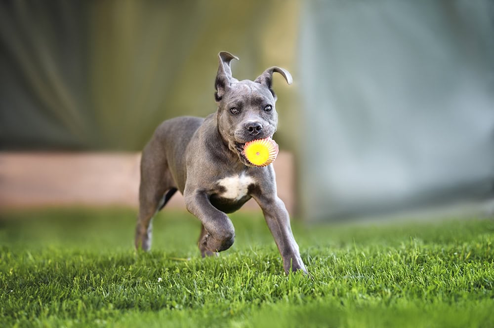 cane corso puppy playing with ball