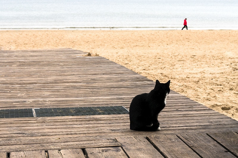 cat at deck sand beach