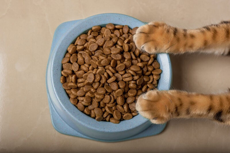 cat paws on top of food bowl filled with kibbles
