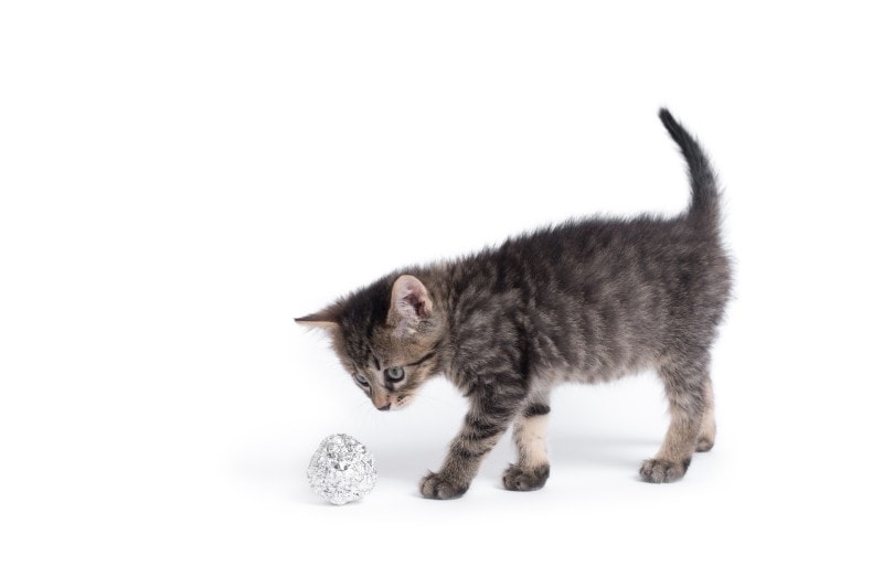 cat playing with aluminium foil ball