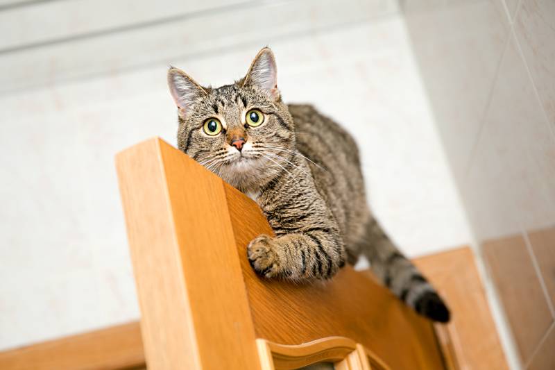 cat sitting on top of the wooden door