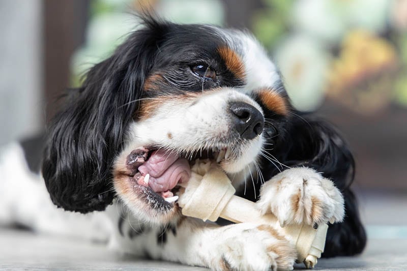 Cavalier King Charles spaniel munching a dog treat