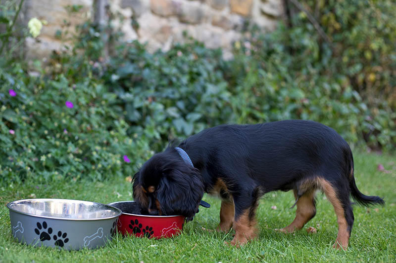 cavalier King Charles Spaniel puppy eating