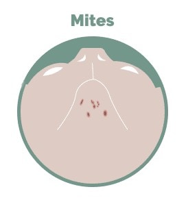 chin mites