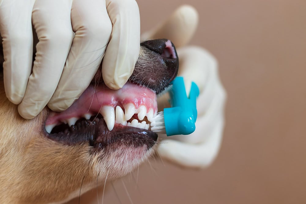 close up vet brushing teeth of the dog using toothbrush