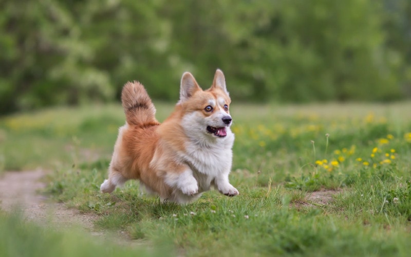 corgi running on grass outdoors