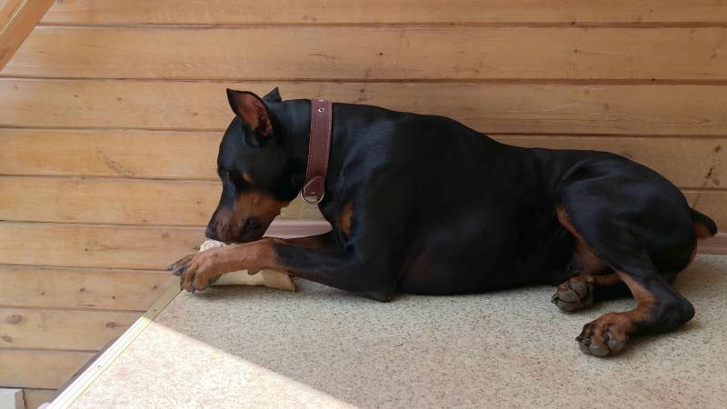 doberman pinscher dog lying on the floor gnawing a big bone