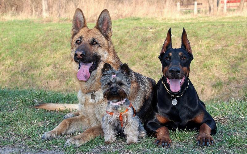doberman pinscher lying down on the grass with yorkshire terrier and german shepherd