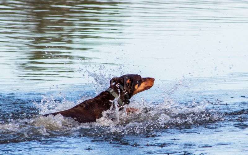doberman swimming in the water