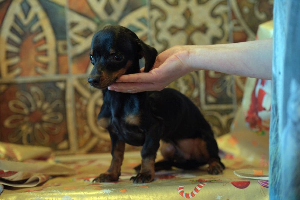 Dog Littermate Syndrome