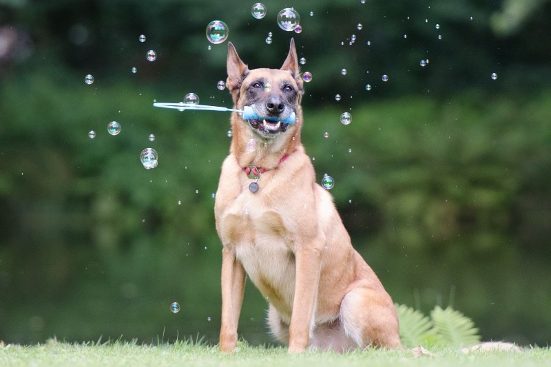dog playing with bubbles
