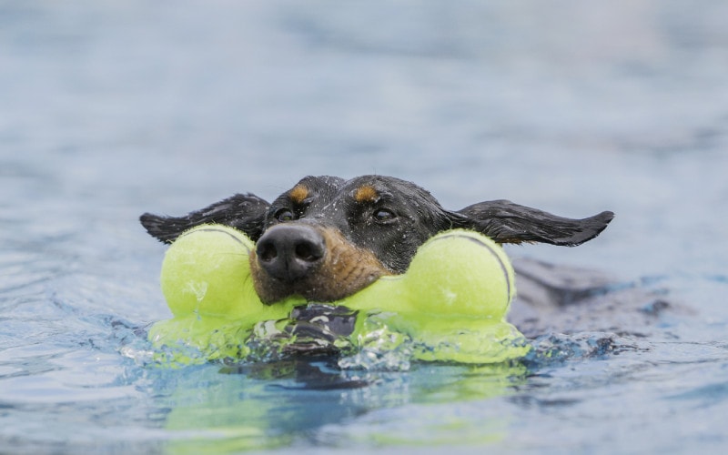 dog swimming with a toy in its mouth