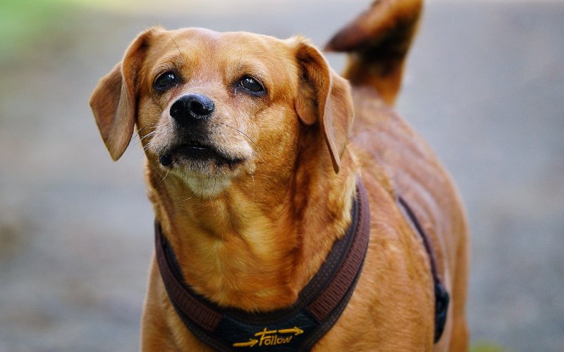 dorgi dog outdoors