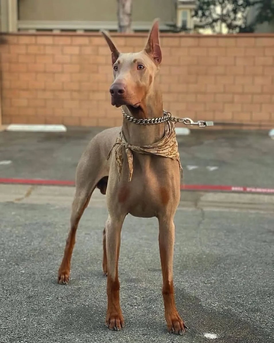 fawn doberman standing on a street