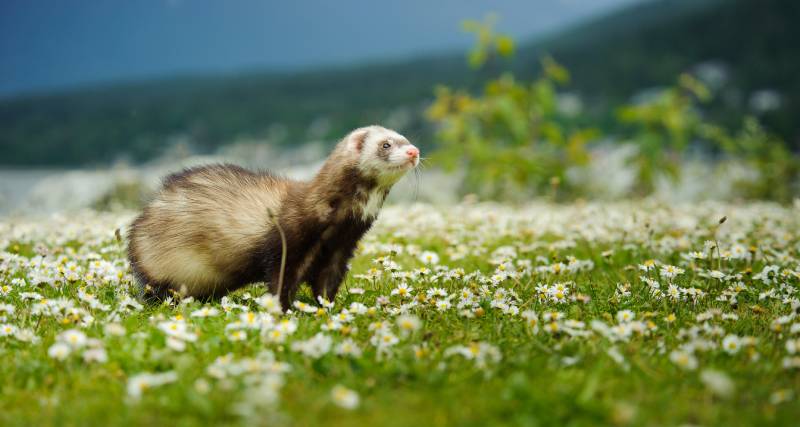ferret in the field of flowers