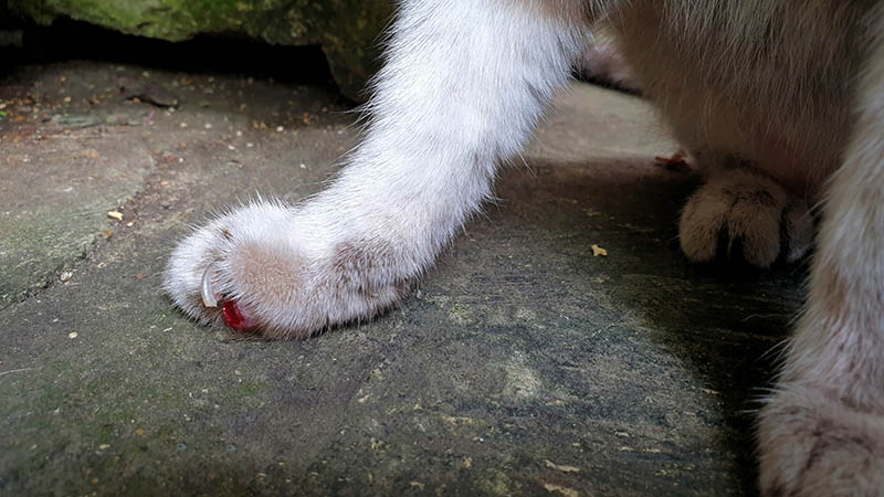 fresh wound on senior cat's front paw