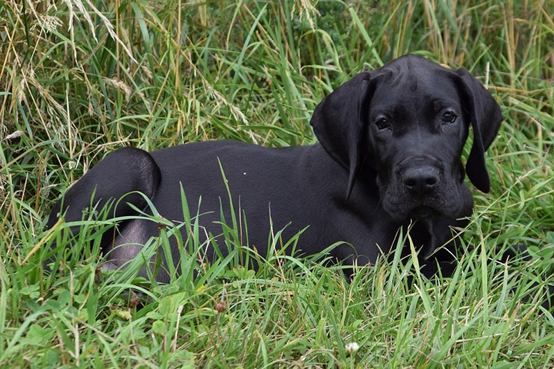 great dane puppy lying on grass