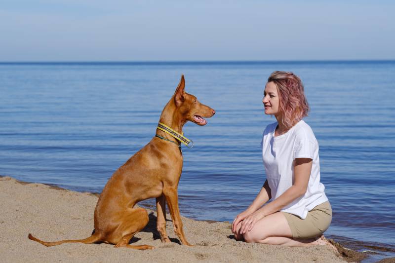 greyhound dog with the female owner outdoors