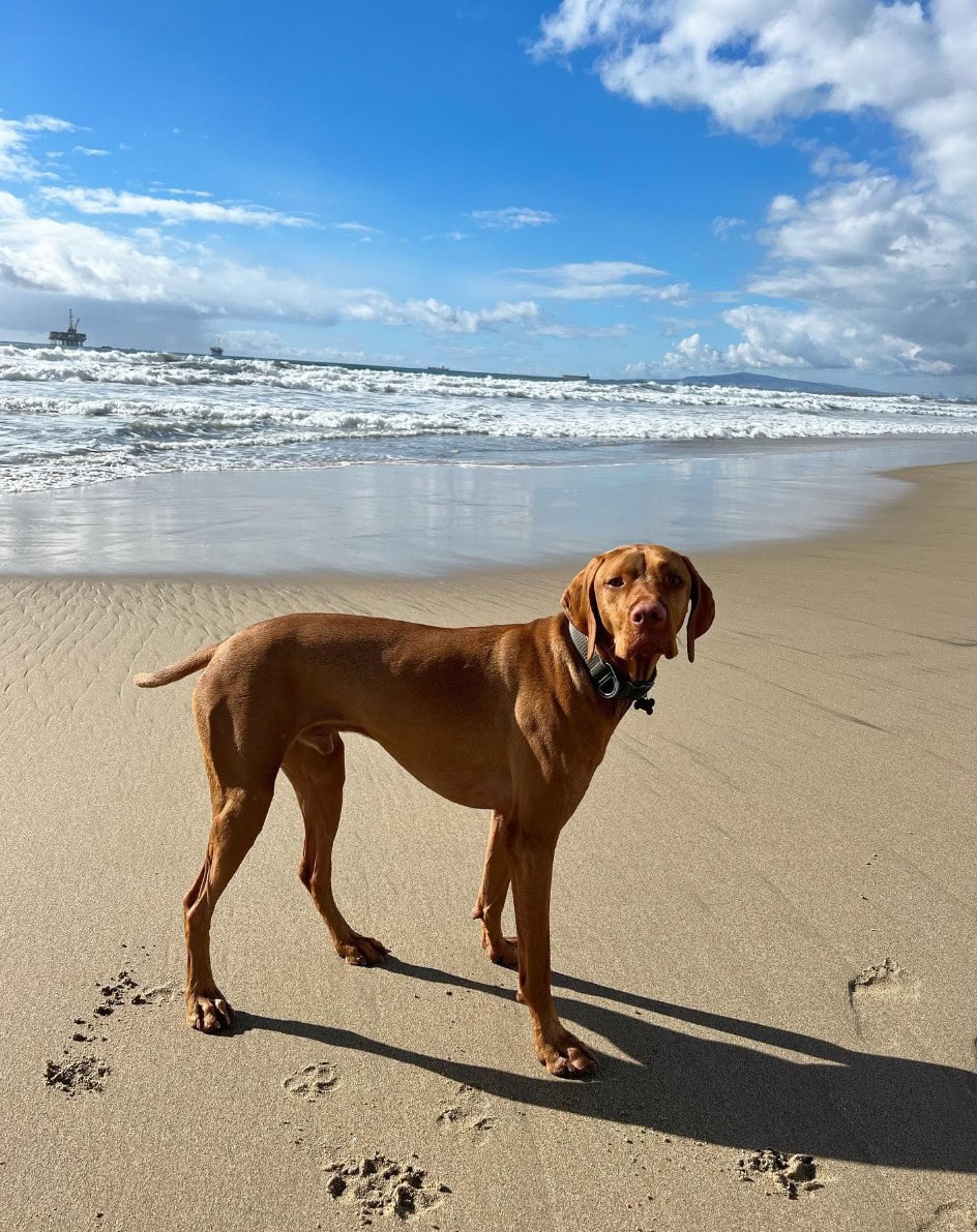 huntington dog beach