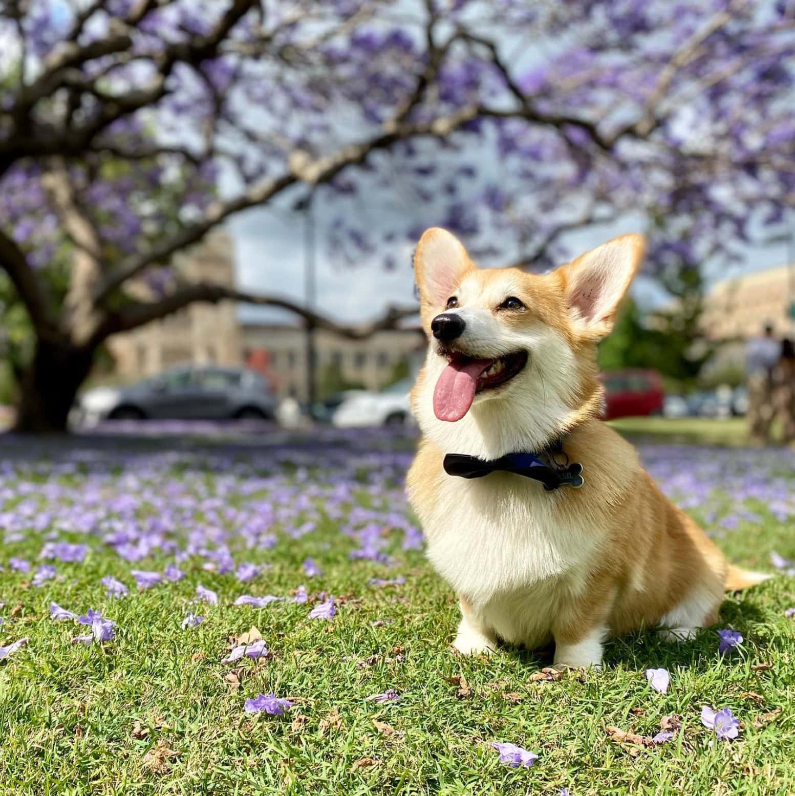 jacaranda dog park