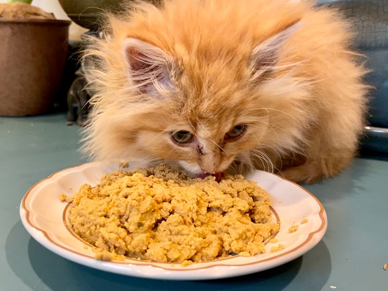 kitten eating smalls cat food