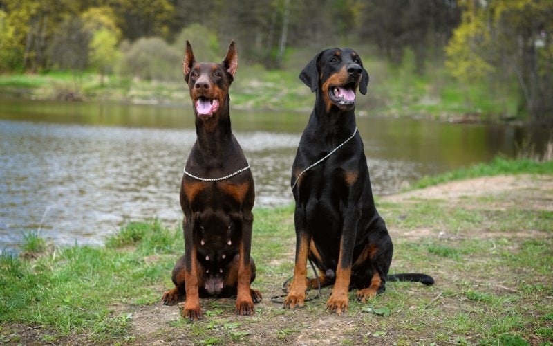 male and female doberman dogs sitting on the ground